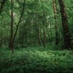 forest vs jungle what is the actual difference between the two