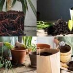 from roots coming out to slow growth