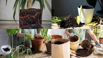 from roots coming out to slow growth