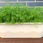 grow dill indoors