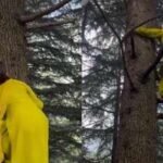 how does she make it look so easy pooja gulerias tree climbing video wins the internet over