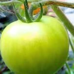 how to ripen green tomatoes indoors and avoid mistakes that can slow the process
