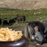 it has been part of the food habits of nomadic communities for generations