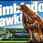 rufus the hawk