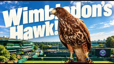 rufus the hawk