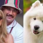 taylor swift and travis kelces adorable samoyed has more than just a cute smile the fascinating evolutionary story behind one of the worlds most recognisable dog faces