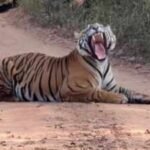 tiger naps in middle of ranthambore road as safari jeeps wait foreign tourist calls it classic india moment shares video