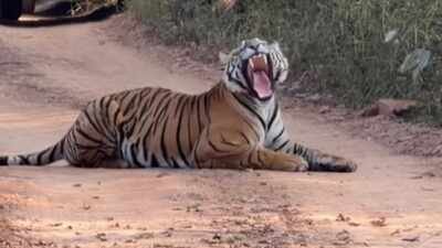 tiger naps in middle of ranthambore road as safari jeeps wait foreign tourist calls it classic india moment shares video