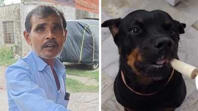 why this jaipur kulfi seller is making special sugar free kulfi just for dogs