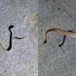 a snake last recorded in gujarats kutch in 1872