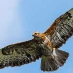 amur falcons