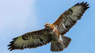 amur falcons