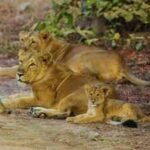 asiatic lions