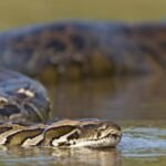 burmese python