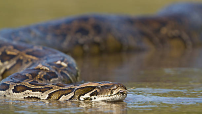 burmese python