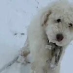 dog found missing after 50 hours