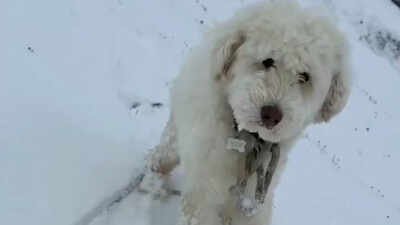 dog found missing after 50 hours