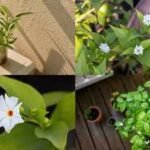 grow parijat in a pot on a small balcony