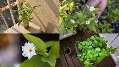 grow parijat in a pot on a small balcony