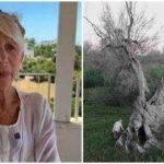 helen mirren 81 is campaigning to protect italys ancient olive trees from xylella fastidiosa which has devastated millions of trees since 2013