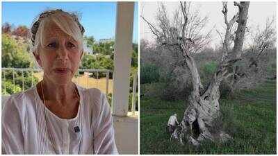helen mirren 81 is campaigning to protect italys ancient olive trees from xylella fastidiosa which has devastated millions of trees since 2013