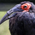 hornbill with broken beak gets 3d printed beak