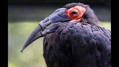 hornbill with broken beak gets 3d printed beak