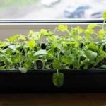 how to grow spinach indoors
