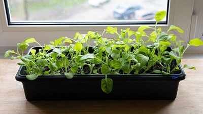 how to grow spinach indoors