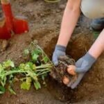 how to plant potatoes in fall