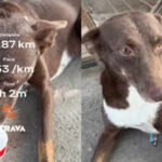 kanpur dog runs 38 kms with runner