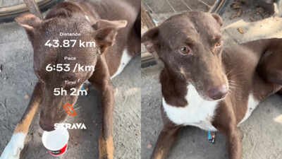 kanpur dog runs 38 kms with runner