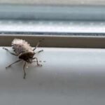 keep stinkbugs out of your house