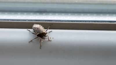 keep stinkbugs out of your house