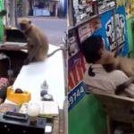 langur unexpectedly hugs a shokeepre in odisha