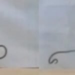 meet dwarf reed snakes who cartwheels their way out of danger how the secretive reptile launches loops and rolls its way to safety