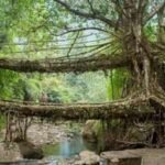 meghalayas living root bridge