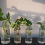 money plant in a glass of water