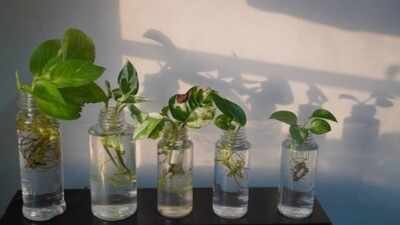money plant in a glass of water