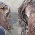 python swallows a nilgai calf and then does the unexpected shocking video goes viral watch what the giant snake did during the rescue