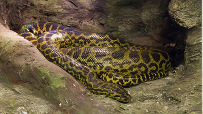 python
