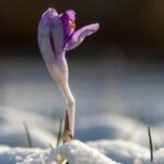 quote of the day by pablo neruda you can cut all the flowers but you cannot keep spring from coming