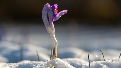 quote of the day by pablo neruda you can cut all the flowers but you cannot keep spring from coming