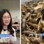 student makes chocolate ice cream using crickets