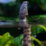 tentacled snake