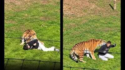 tiger