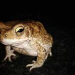 toads